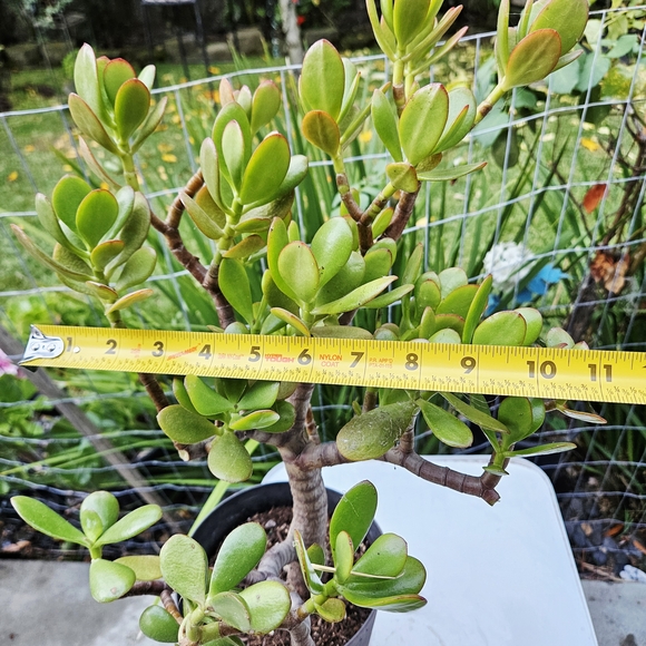 Large Ruby Jade Tree - Picture 4 of 6